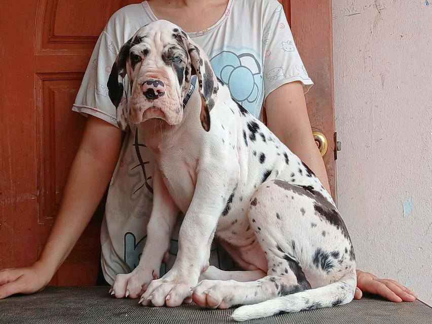Beautiful HLQ female Great dane  2