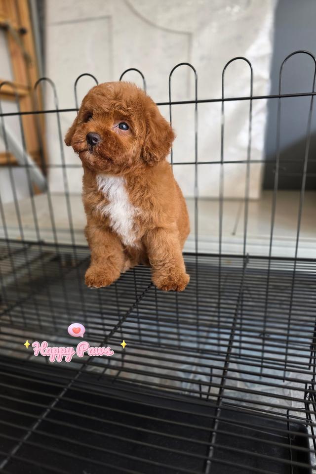 น้องหมาทอยพุดเดิ้ลสีน้ําตาลเข้มอกขาว