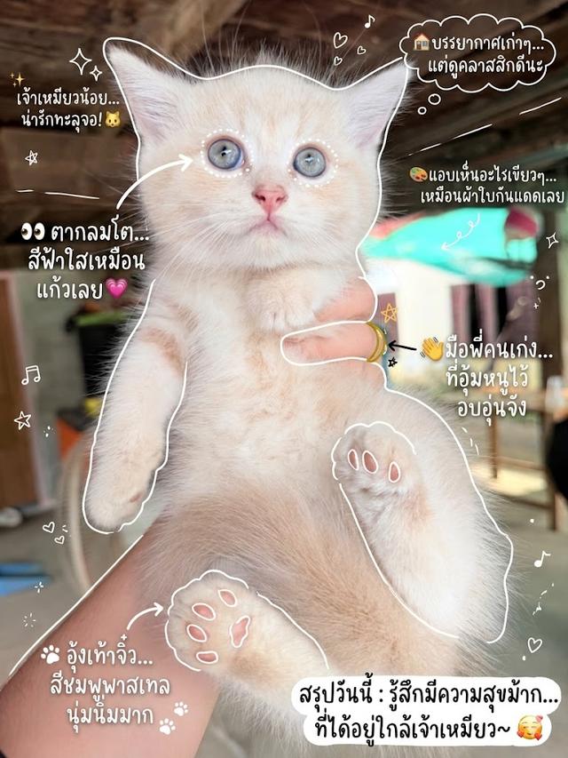 ลูกแมวพันธุ์ สก็อตติช