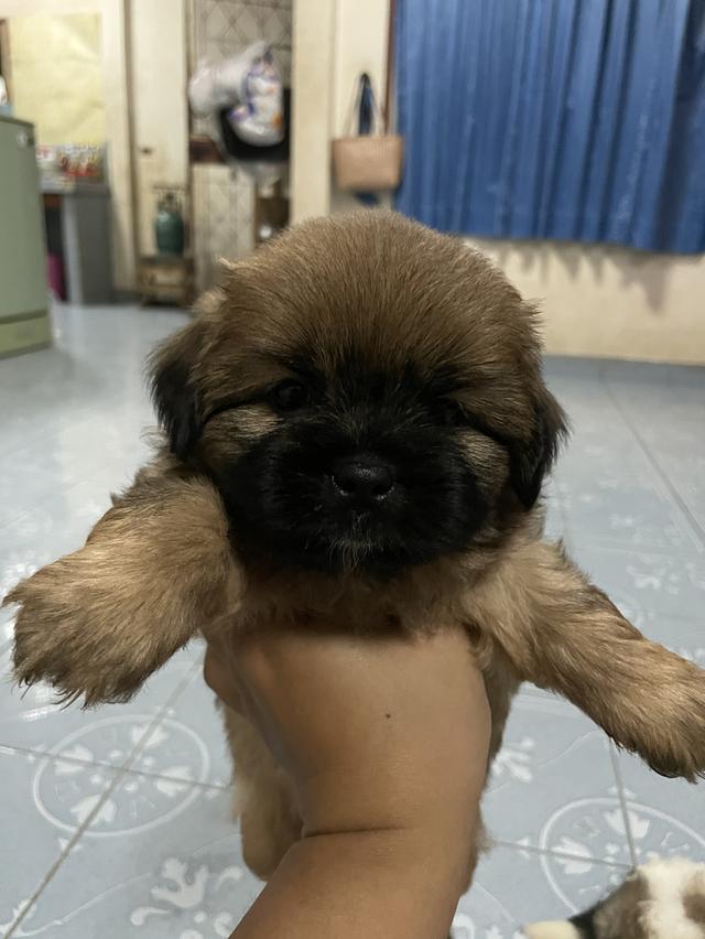 ขายลูกสุนัขพันธ์ุผสม 2 ตัว 6