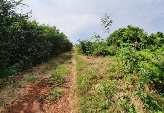 ขายที่ดิน ถนนฤชุพันธ์(บางบัวทอง-สุพรรณบุรี) ตำบลไทรใหญ่ อำเภอไทรน้อย นนทบุรี 6
