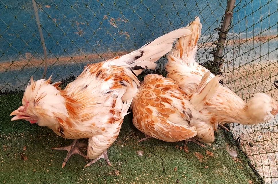 ไก่โปแลนด์ขนเรียบสีชามอยชุด3ตัวผู้1เมีย2"ส่งฟรีทั่วไทย" รูปที่ 7