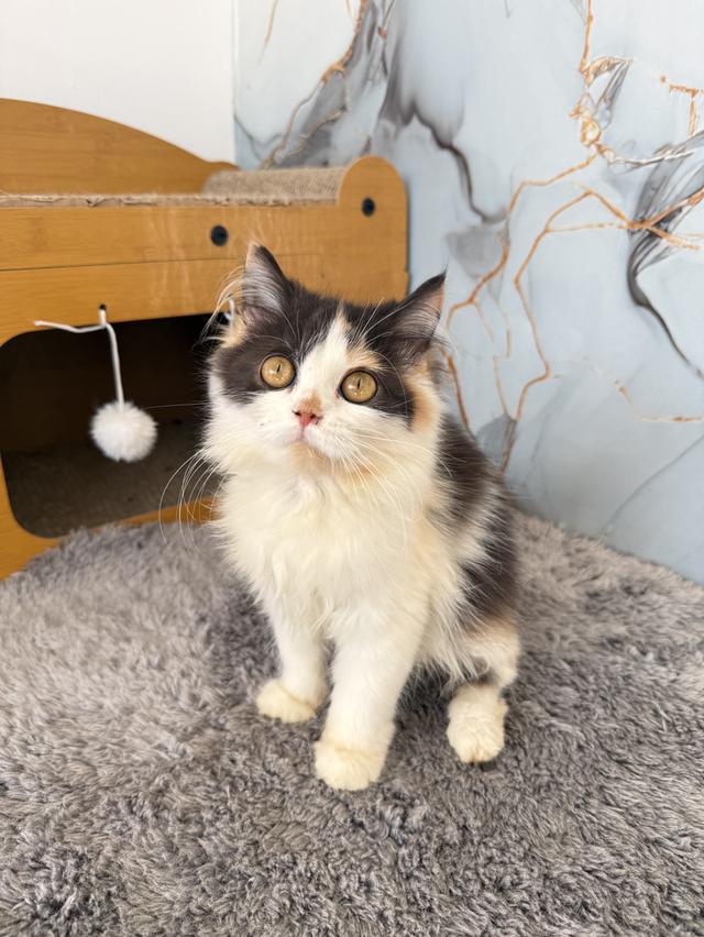 ลูกแมวพันธุ์เปอร์เซียแท้