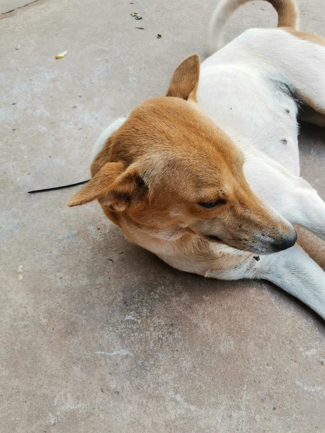 หมาไท​ยหลัง​อาน​แม่​ลูก​ รูปที่ 4