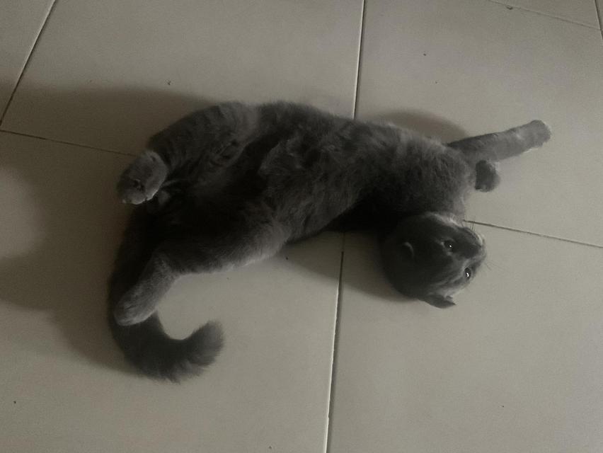😺คุมะ สก็อตติชหูพับ มัดจำได้จ้า 7
