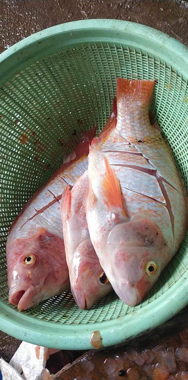ปลาทับทิมตัวโต