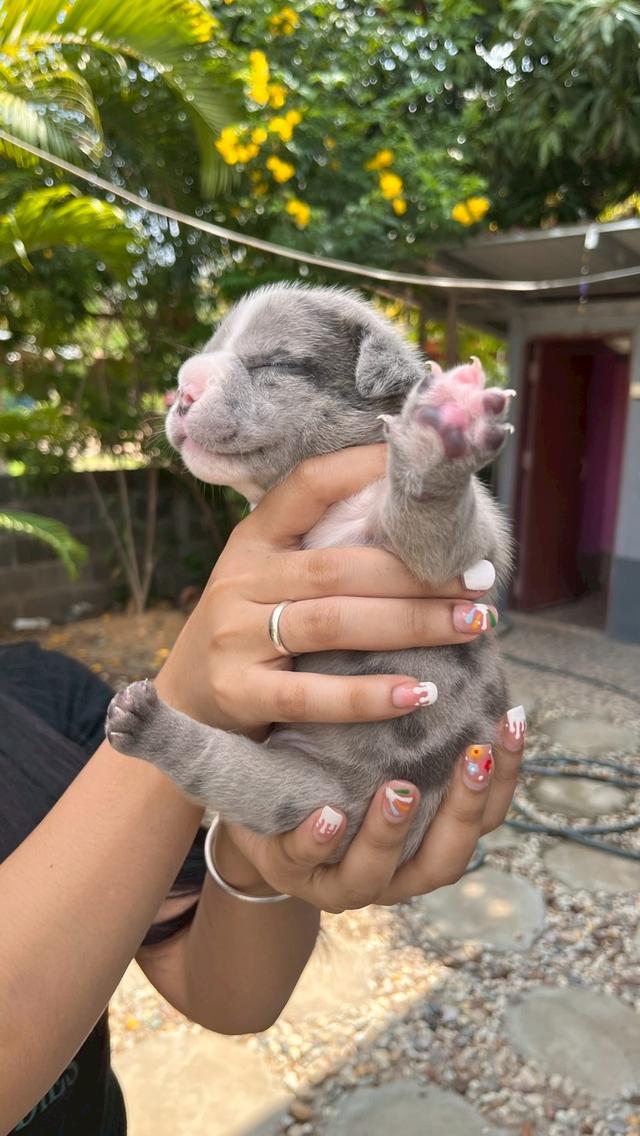 อเมริกันบูลลี่ เอ็กโซติก เพศเมีย