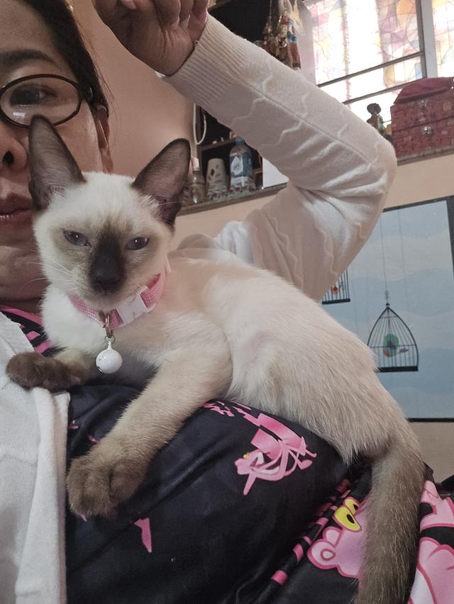 แมววิเชียรมาศพร้อมย้าย 15