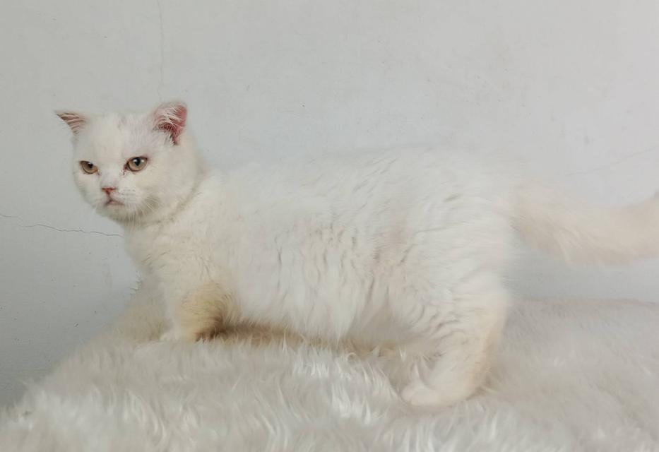 1.แมวมันช์กิ้น/เพศเมีย หาบ้าน Munchkin Cat/Female looking for a new home 2