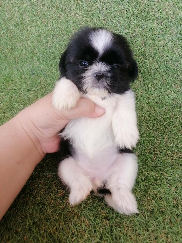 ชิสุห์ปอม สีขาวดำ ดญ.ชะเอม พร้อมย้าย อัพเดท 6/3/2026