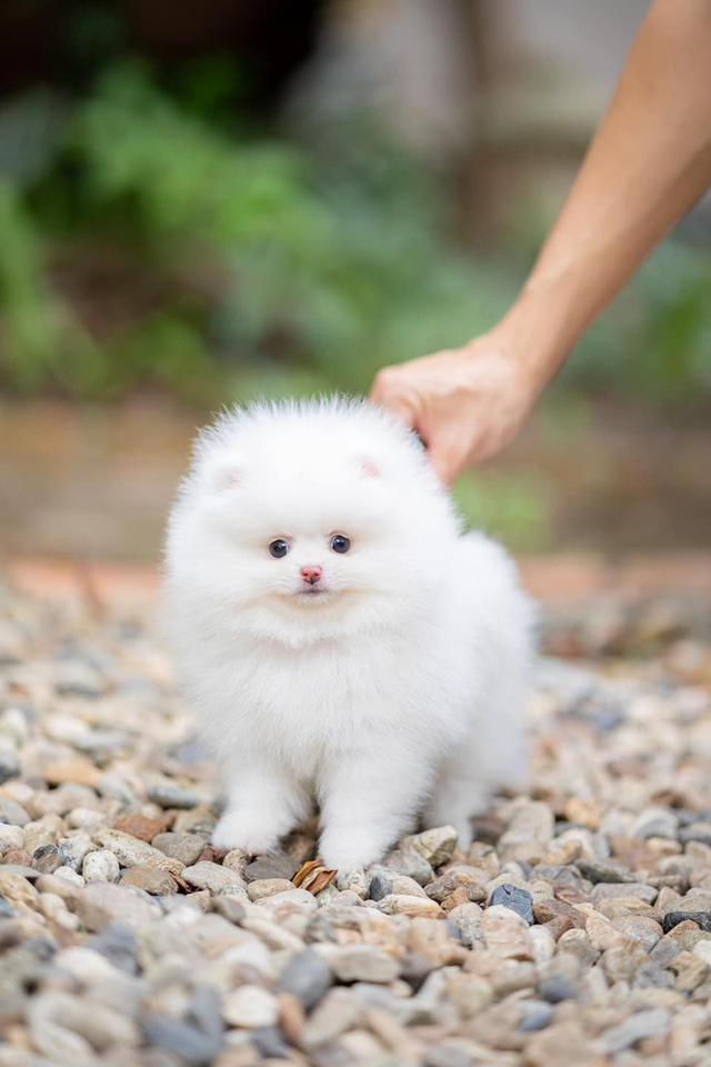 Teacup Pomeranian Puppies  WhatsApp me : +66 63 826 3042