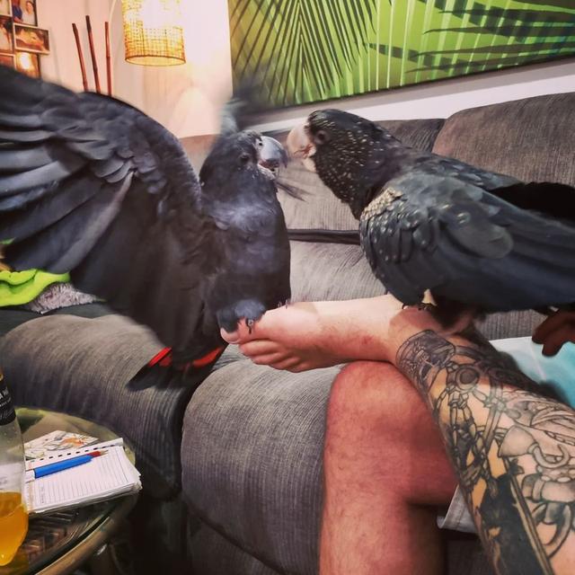Red Tailed Black Cockatoo for Sale