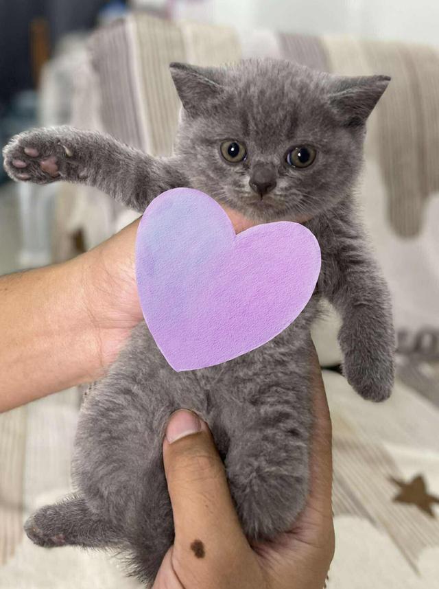 British Shorthair WCF