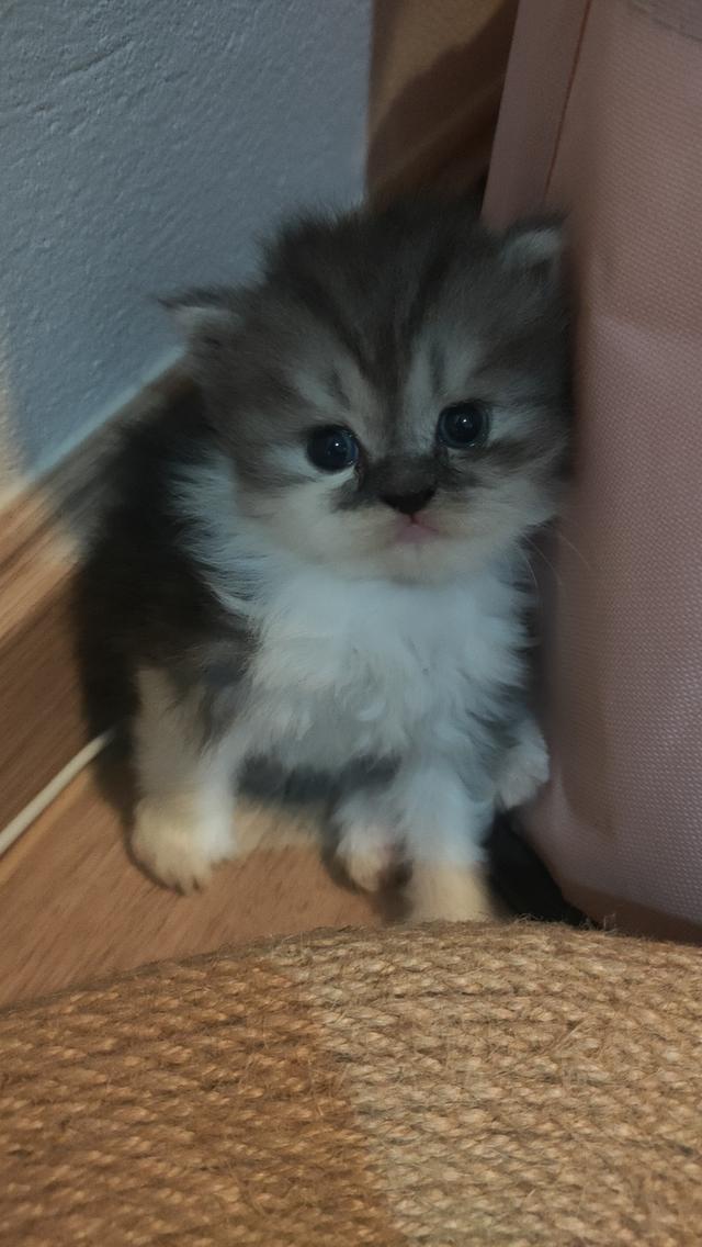 Persian cat เปอร์เซียแท้ 10