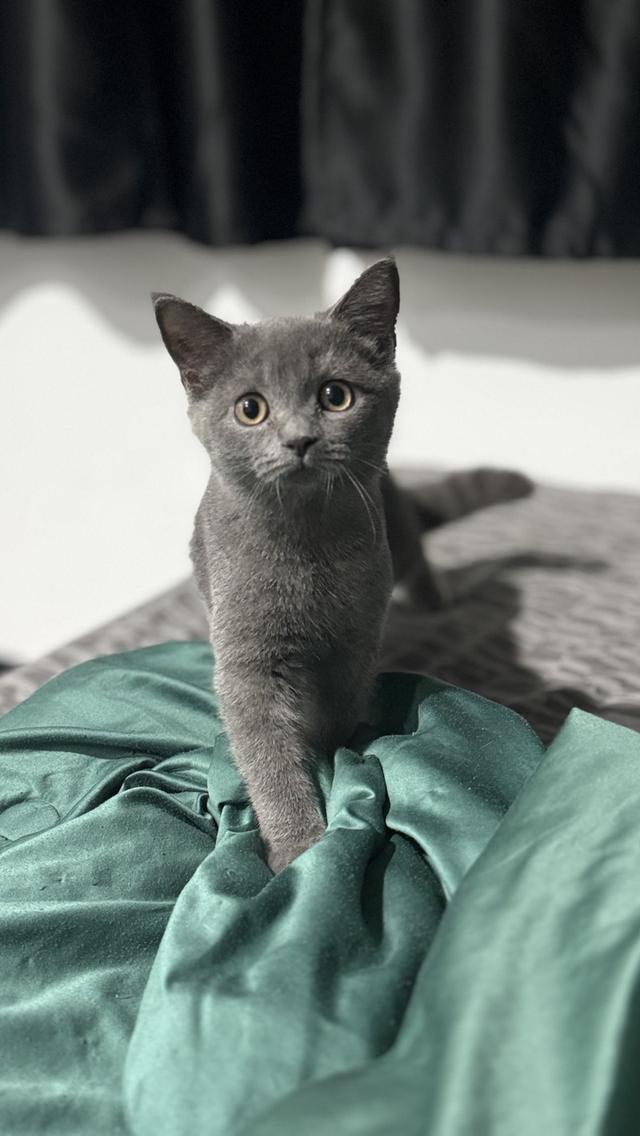 ลูกแมว เพศ ญ 4 เดือน