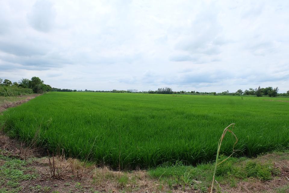 ขายที่ดินคลอง 14 ลำลูกกา (หน้ากว้างติดถนน 72 เมตร) 3