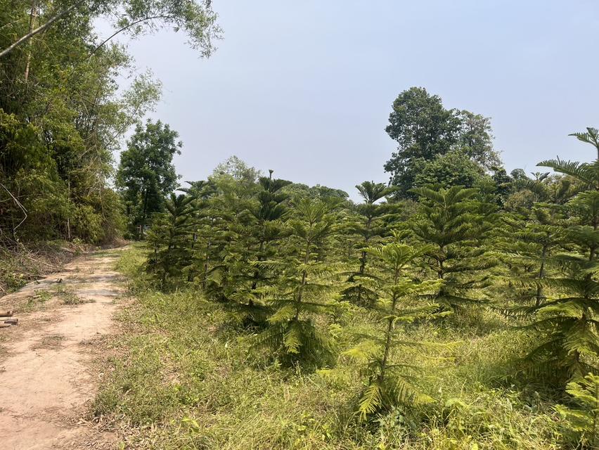 ขายที่ดินปราจีนบุรี 50 ไร่ ติดถนนใหญ่ 5
