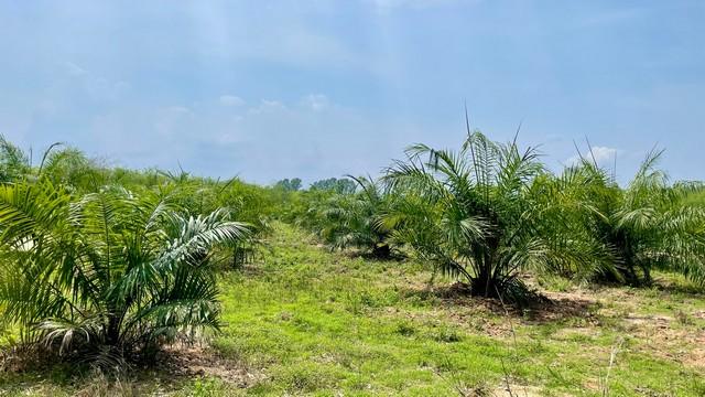 ที่ดิน สวนปาล์ม ปลวกแดง ระยอง ราคาถูก ให้ผลผลิตทันที 20 ไร่ 2