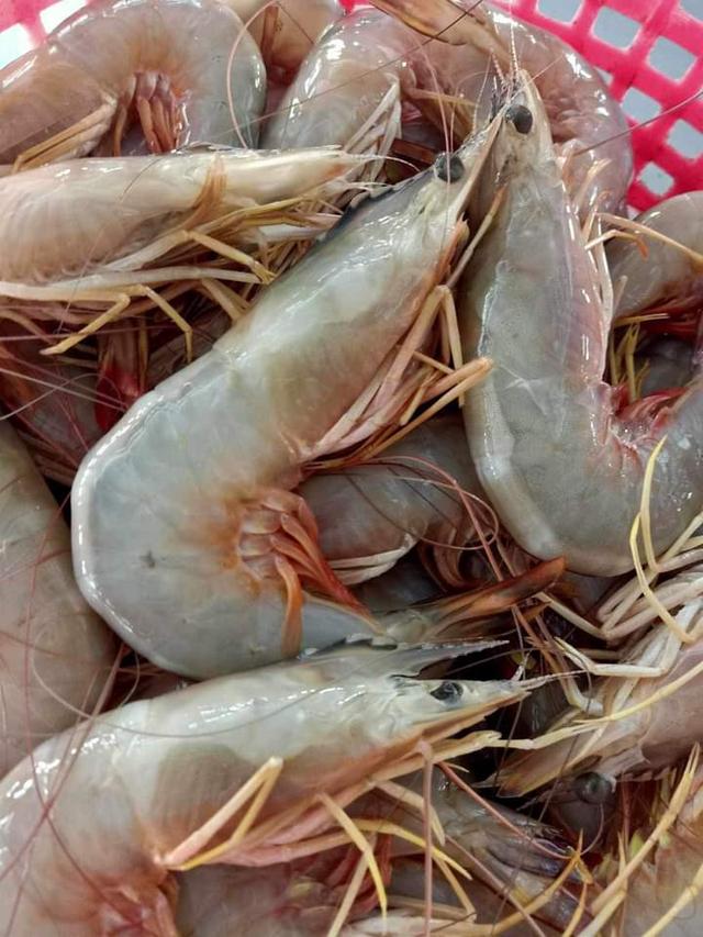 กุ้งแช่บ๊วย พร้อมส่ง ราคาถูก 2