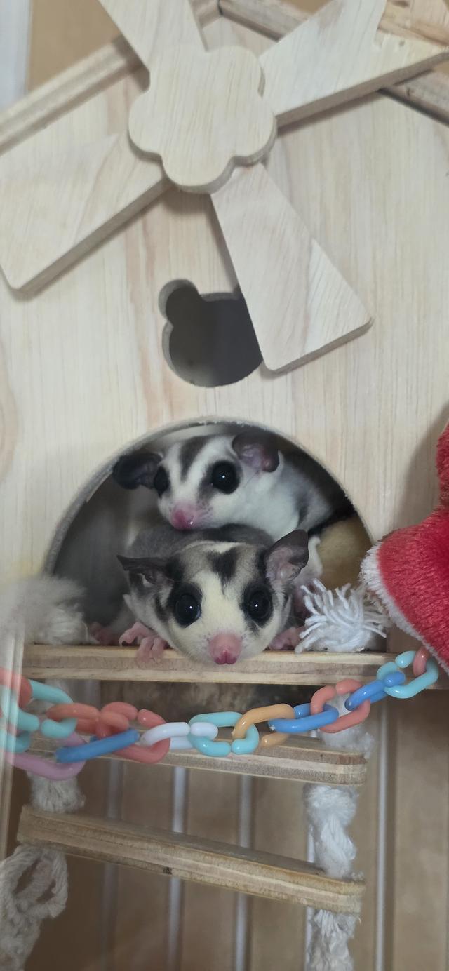 ขายน้องชูก้าไกรเดอร์ 2ตัว+คอนโด นัดรับเสาร์-อาทิตย์นี้ 1