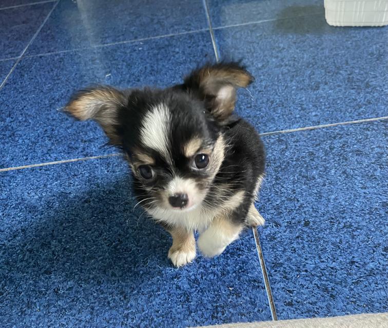 ลูกหมา ชิวาวา หญิง น่ารัก ขนยาว รูปย่อยที่ 3