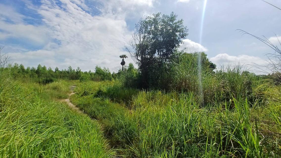 ขายที่ดิน 9 ไร่ เขาหินซ้อน พนมสารคาม มีถนนรถเข้า-ออกได้ มีบ่อน้ำ ถมทรายพร้อมพัฒนา 4