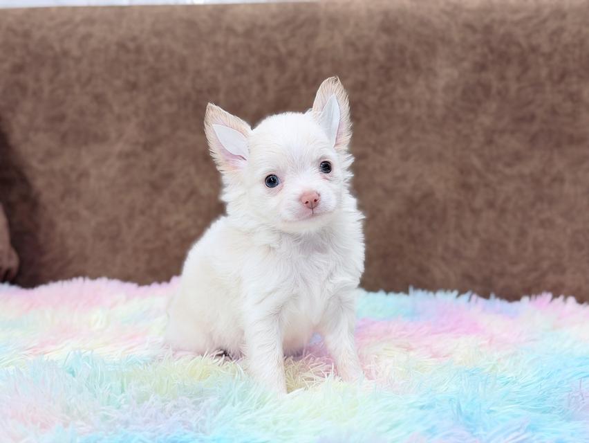 ชิวาวาผู้ ขนยาว สีขาวครีม รูปที่ 5