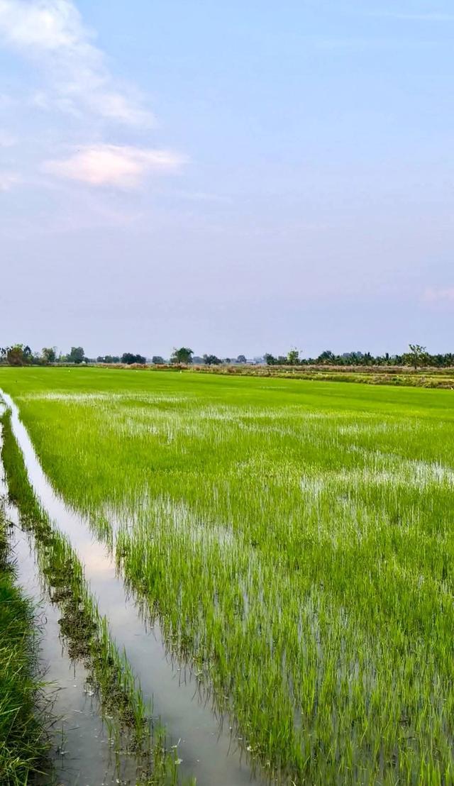 เจ้าของขายเอง ที่ดิน 5ไร่ 3งาน อ.โพธาราม จ.ราชบุรี 2