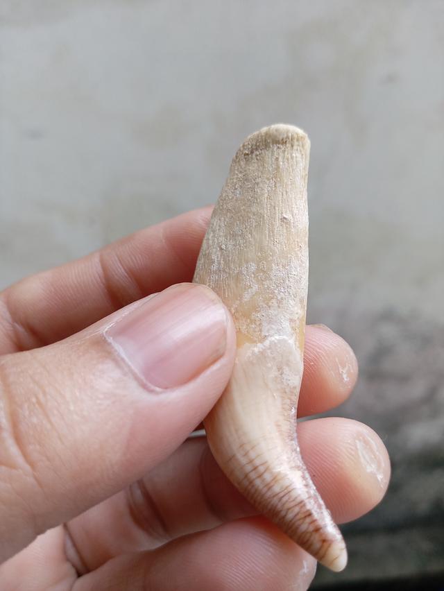เขี้ยวหมี​ แท้​ เครื่องรางเก็บสะสม​ ช่วยเรื่องอำนาจ​ บารมี​ ป้องกันสิ่งไม่ดี