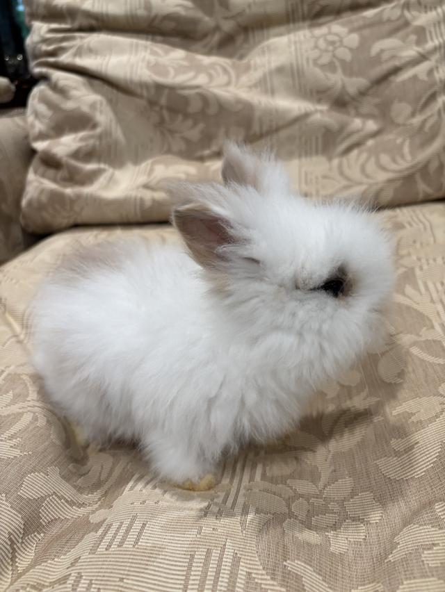 Teddy Bear Rabbit