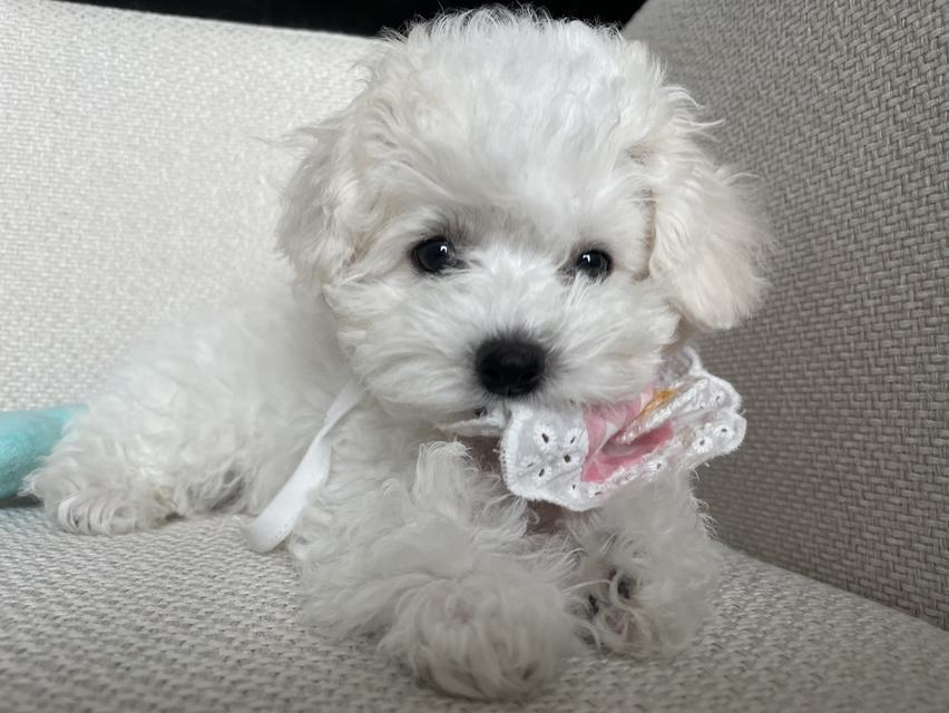 ลูกบิชองฟริเซ่ (เด็กชายมันดู)