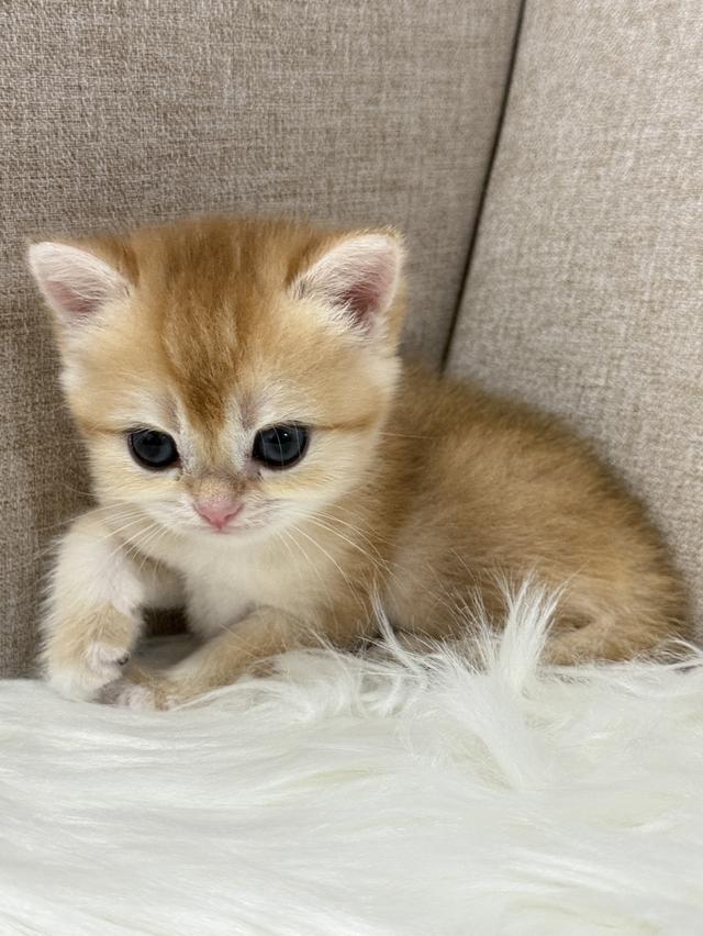 British Shorthair