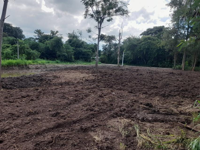 ขายที่ดินแปลงสวย 2 แปลง เริ่มต้น 300 ตร.ว. พร้อมโฉนด นส.4 โซนขนงพระ - ปากช่อง เขาใหญ่ ใกล้มอเตอร์เวย์ M6