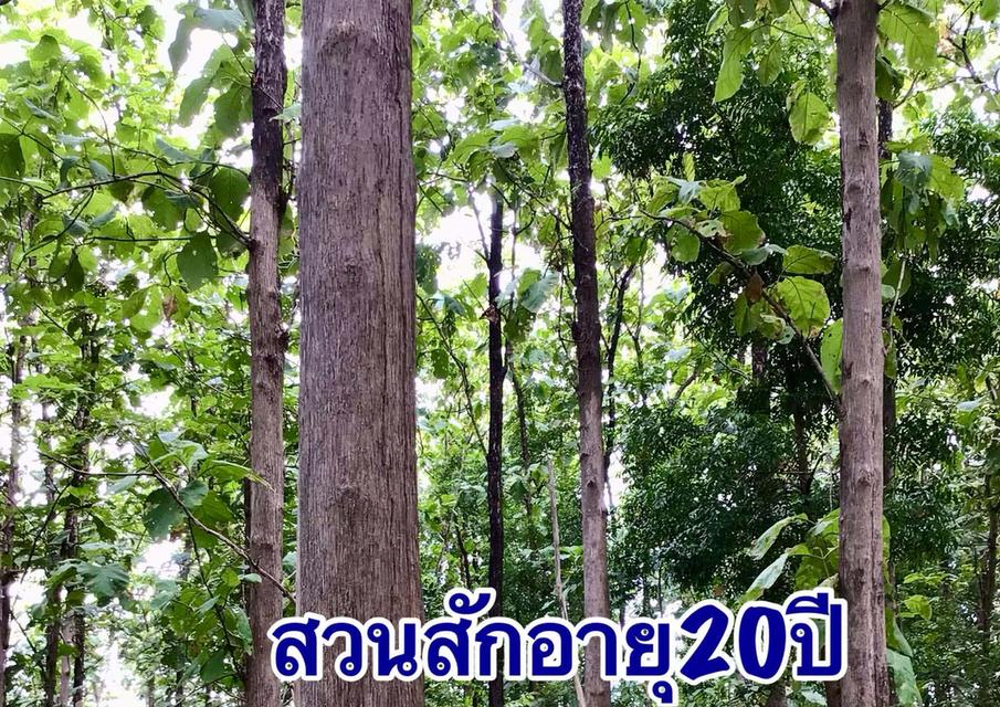 ที่ดินแบ่งขายสุพรรณบุรี 9