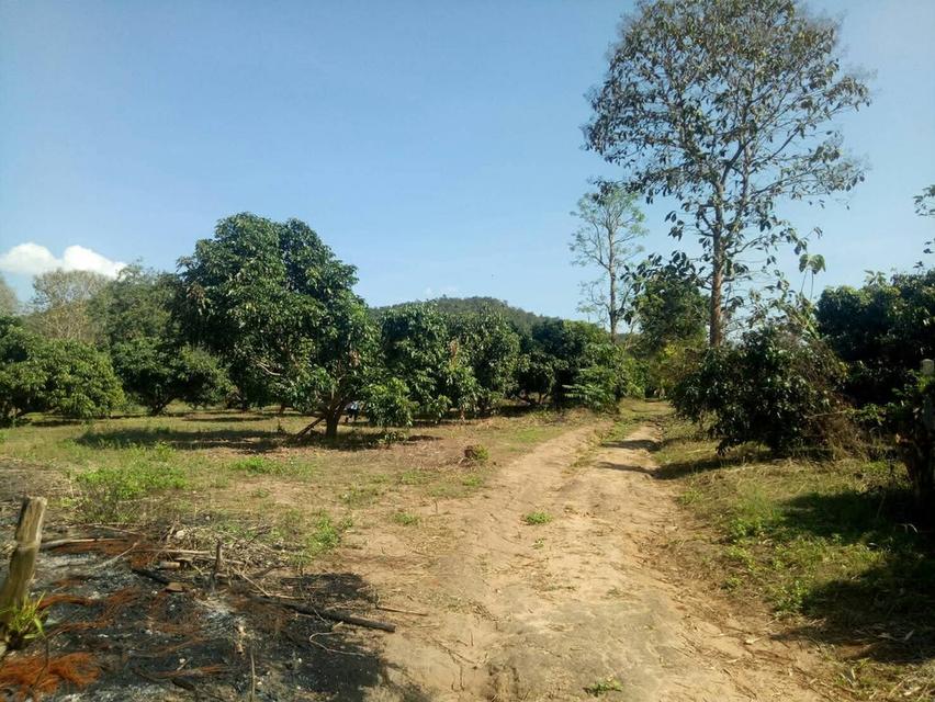 ขายที่ดินสวนลำไยและที่เปล่า 7