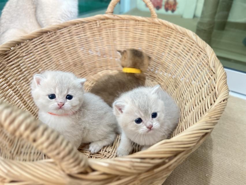 ดช.บริติช (น้องกวิน) 3