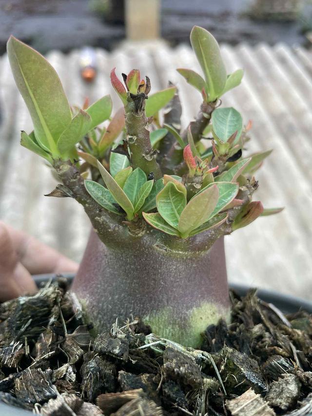 Adenium black skin 3