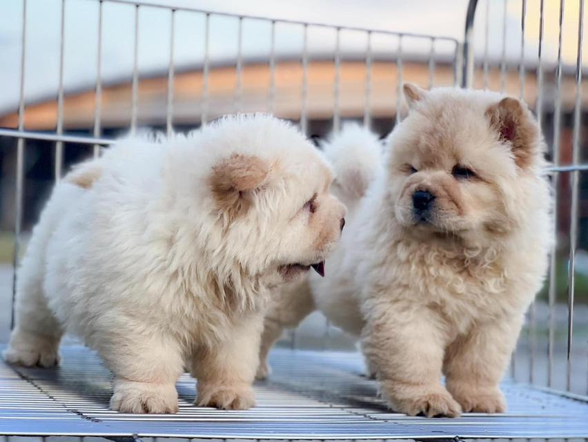 chow chow puppies | WhatsApp me : +66 63 826 3042 รูปที่ 4