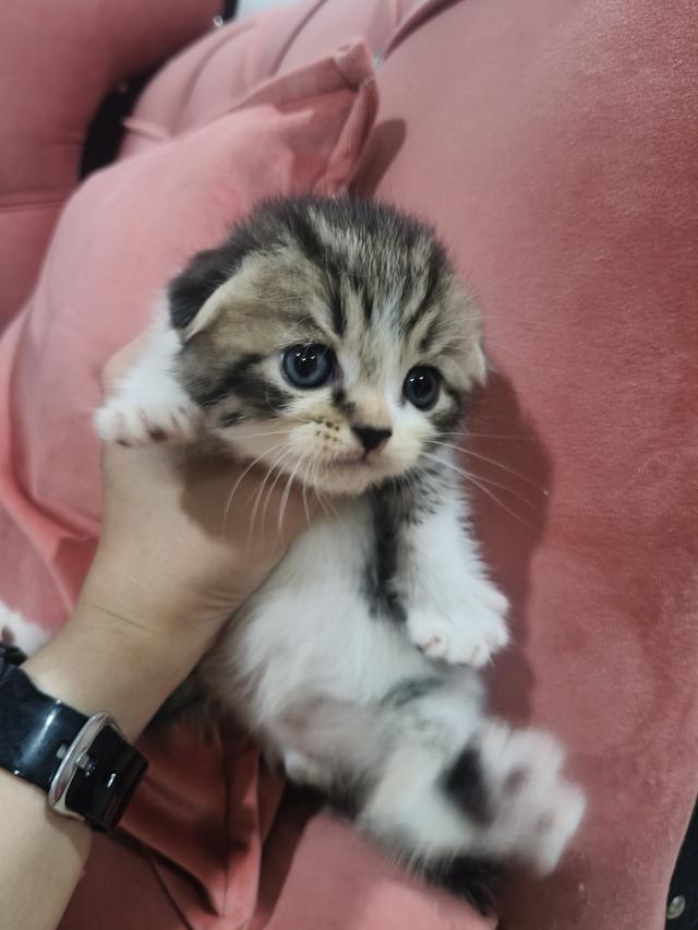 สก็อตติช หูพับ ชาย ❤️🏡 พร้อมย้ายบ้าน น้องอยู่ปทุมธานี นวนคร🏡❤️😻🏡