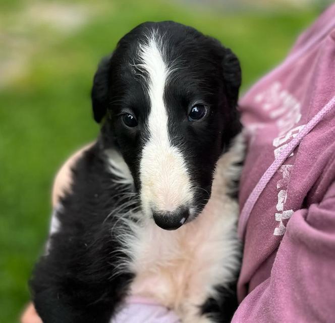 หาบ้านให้สุนัข Borzoi พันธุ์แท้ 100% 3