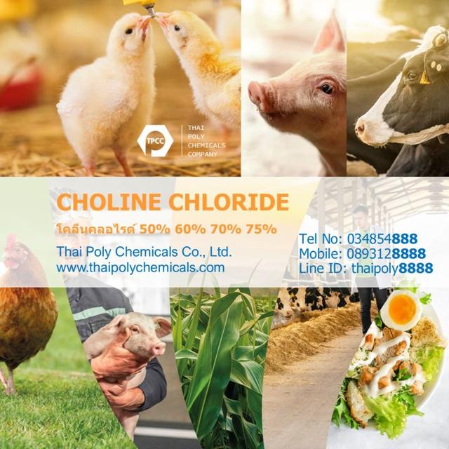 โคลีนคลอไรด์, ซังข้าวโพด, เกรดอาหารสัตว์, Choline Chloride, Corn Cob, Feed Grade, 50%, 60%, 70%, 75%