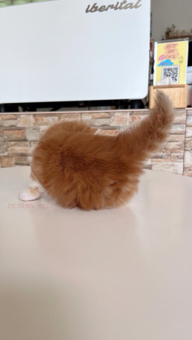 แมวสก๊อตติชแท้ พกใบเพดscfc เพศผู้ รูปที่ 3