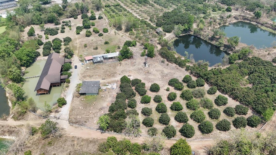 ขายที่ดินพร้อมบ้านและสวนลำไย 14 ไร่ ทำเลดีมาก อ.เมือง จ.ลำพุน 1