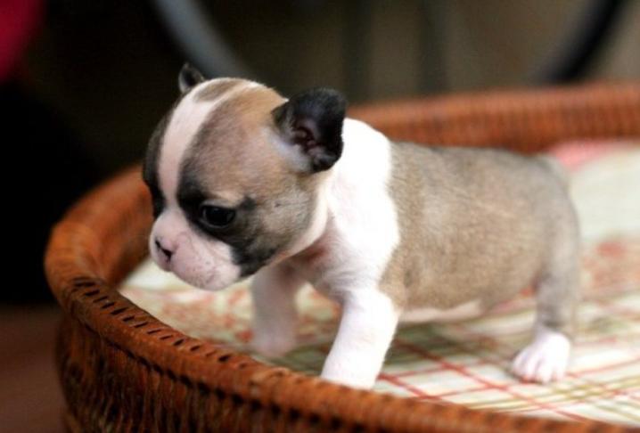 ปล่อยขาย Boston Terrier ตัวจิ๋ว 2