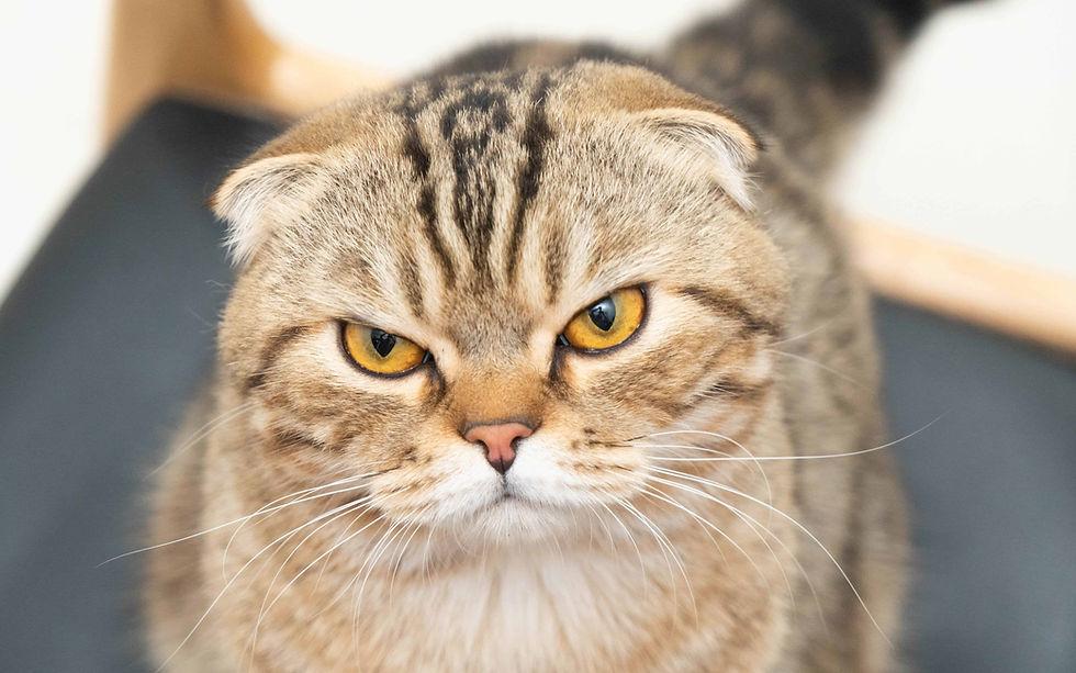 แมว สก๊อตติช-โฟลด์แสนน่ารัก