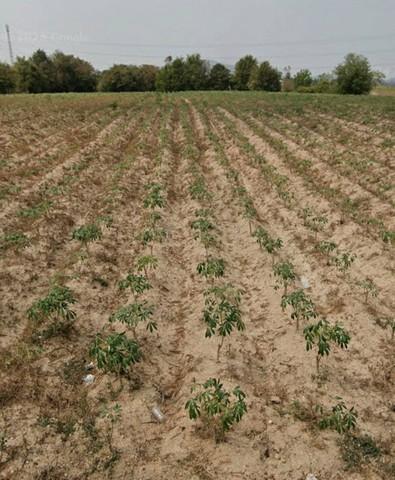 ขายที่ดินสวยใกล้แหลมฉบังชลบุรี พื้นที่สีเหลือง ศรีราชา จ.ชลบุรี เนื้อที่ 385-2- 6.9 ไร่ 1