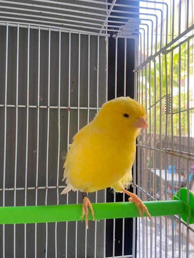 นกคีรีบูนสีเหลือง 2