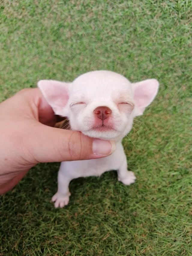 ชิวาว่าเเท้ขนสั้น ญ. 16