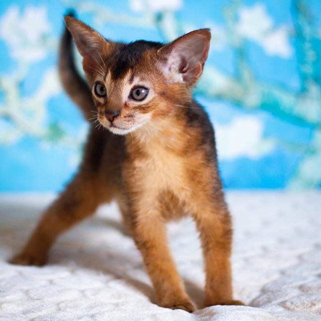 Abyssinian Kittens WhatsApp me : +66 63 826 3042 รูปย่อยที่ 3