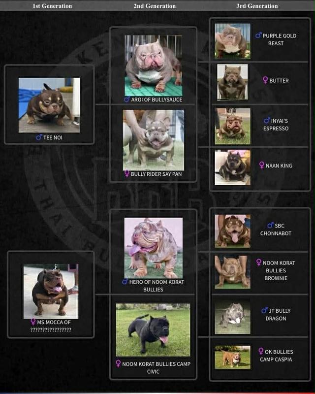 Exoticbully Female Lilac tri รูปที่ 4